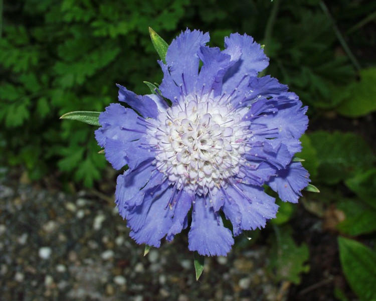 scabiose_1.JPG