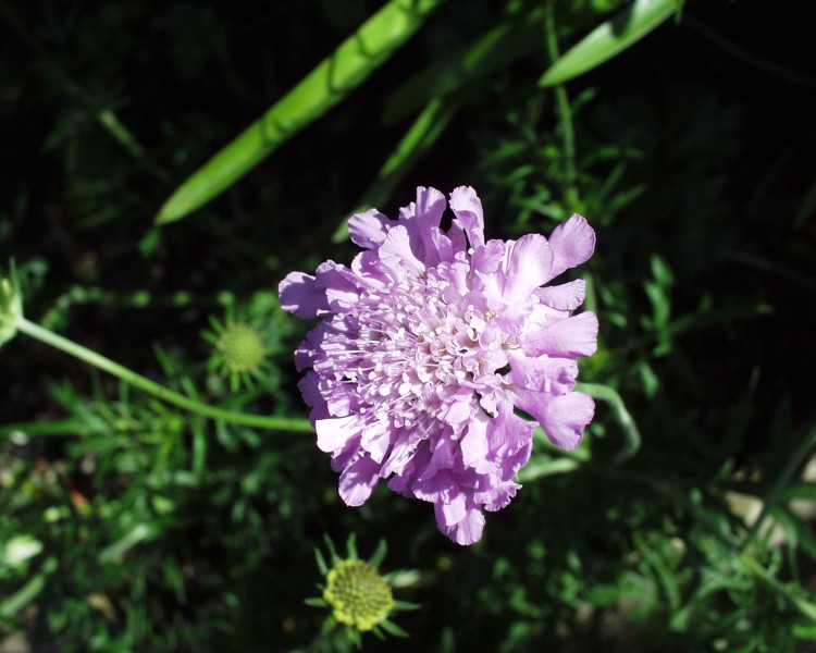 scabiose_5.JPG