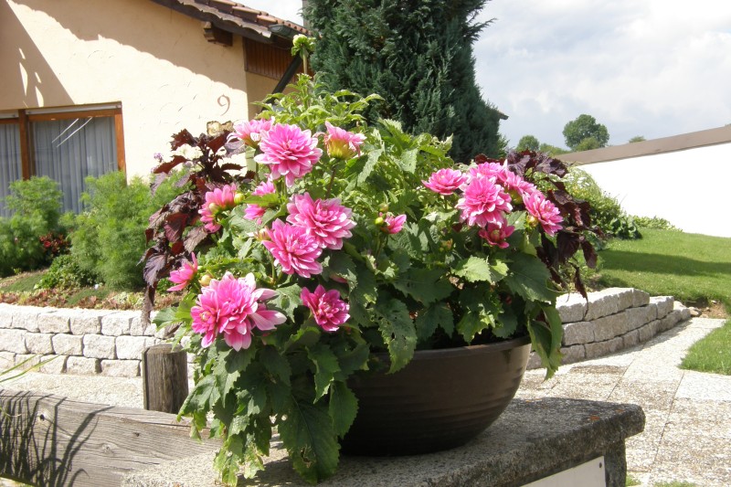 schale_3.JPG