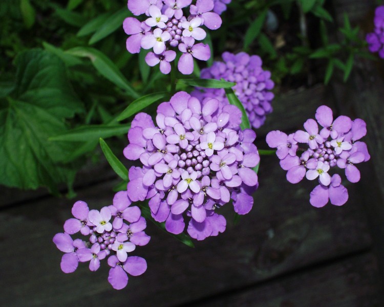 schleifenblume_1.JPG