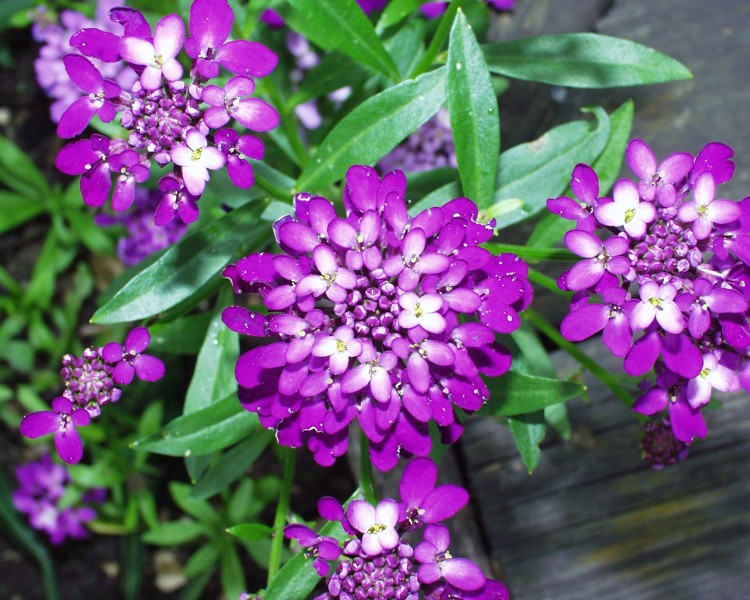schleifenblume_3.JPG