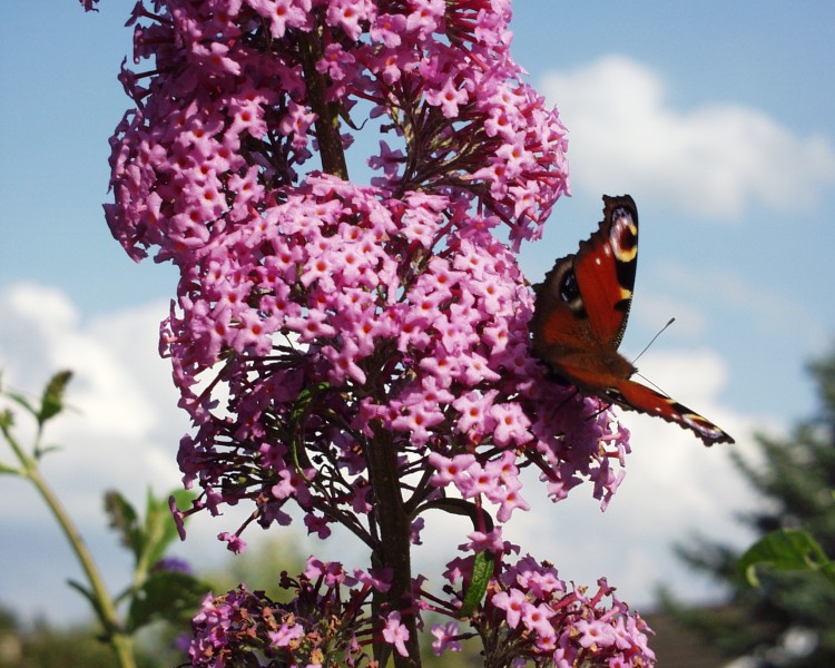 schmetterling_1.JPG