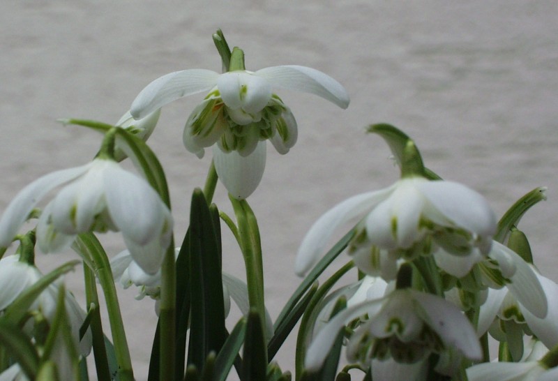 schneegloeckchen_2.JPG