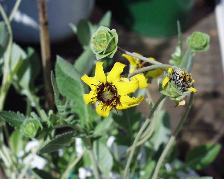 schokoladenblume.JPG