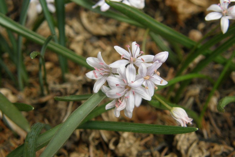 scilla _2.JPG
