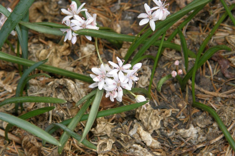 scilla_1 .JPG