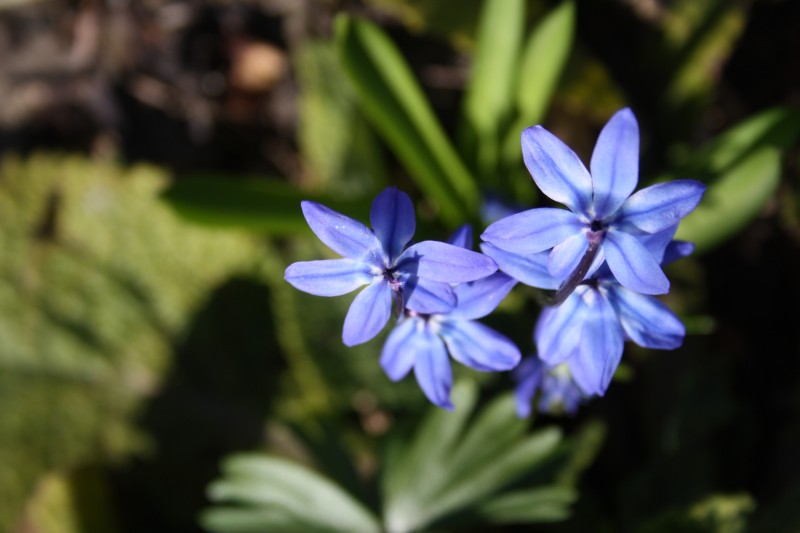 scilla_3.JPG