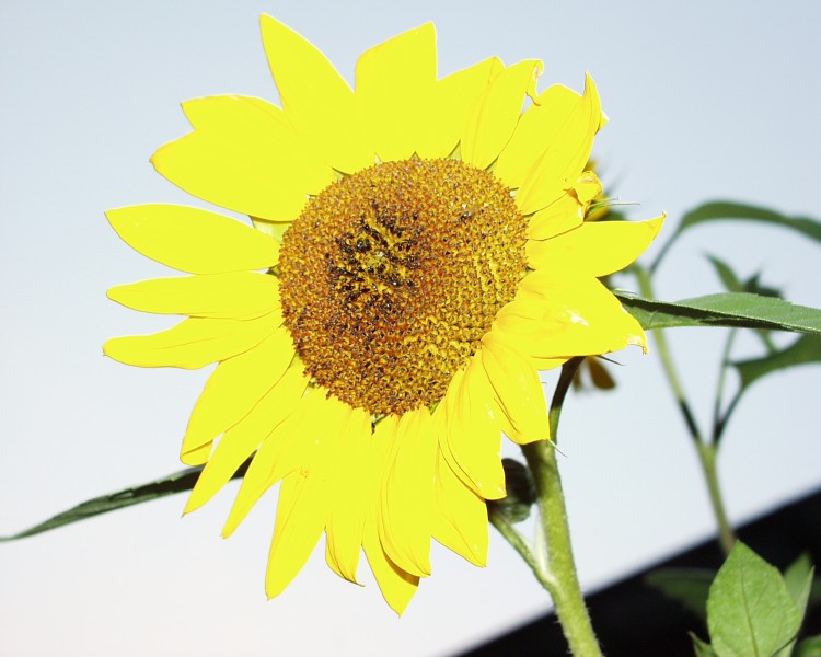 sonnenblume_1.JPG
