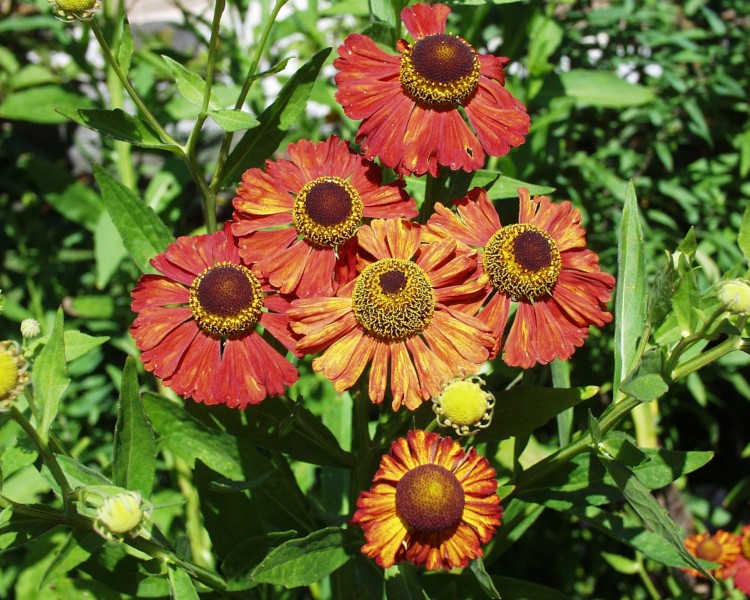 sonnenbraut_4.JPG