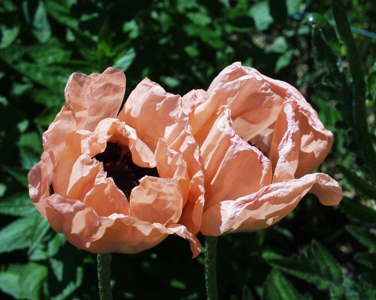 tuerkenmohn_1.JPG