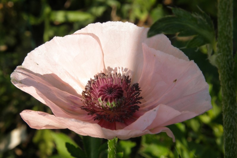 tuerkenmohn_5.JPG