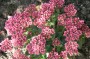 Crassula schmidtii_1