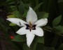 abess_gladiole_1
