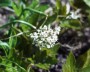 aceriphyllum_1