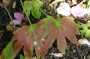 aceriphyllum_2