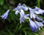 agapanthus_1