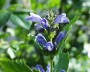 agastache_1