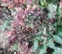 agastache_2
