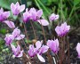 alpenveilchen_1