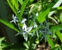 amsonia_1