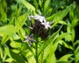 amsonia_2