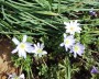 anemone_1