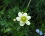 anemone_2