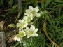 anemone_5