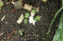 anemonella_1
