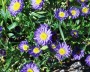 aster_2