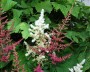 astilbe_2