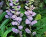 astilbe_3