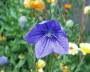 ballonblume_1