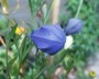 ballonblume_2