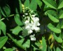 baptisia_1