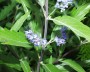 bartblume_1