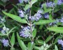 bartblume_2