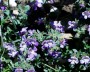 blaugloeckchen_1