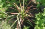 blutgras_1