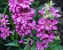 blutweiderich_1
