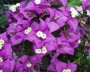 bougainvillea_1