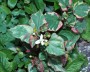 buntblatt_1