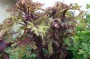 buntnessel_3
