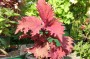 buntnessel_4