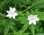 buschwindroeschen_1