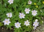 buschwindroeschen_2