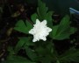 buschwindroeschen_3