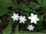 buschwindroeschen_4