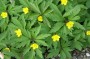 buschwindroeschen_5
