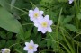 buschwindroeschen_6